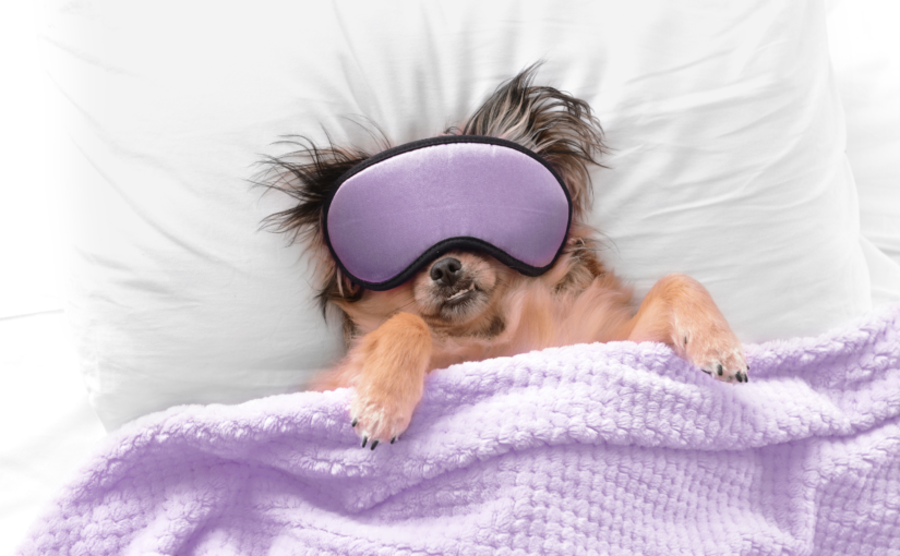 Musicas para cachorro dormir