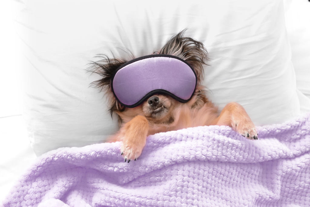 musicas para cachorros