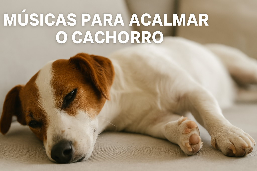 músicas para acalmar o cachorro